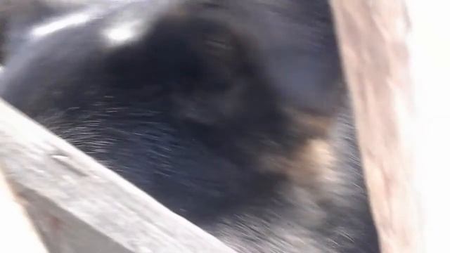 1 серия животные дачи смотреть онлайн