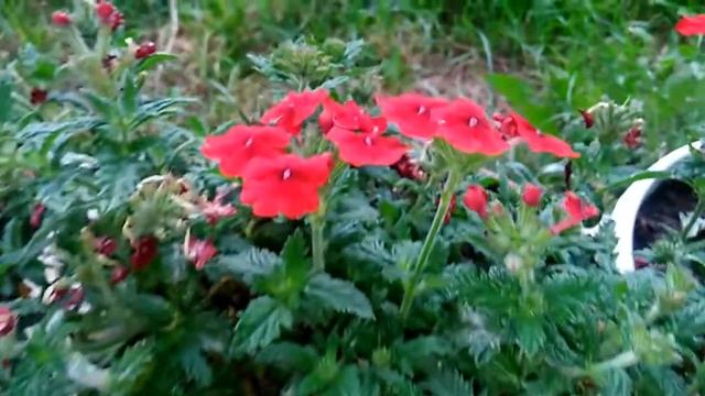 Фрагмент из воскресной службы. Варваровский хор смотреть онлайн