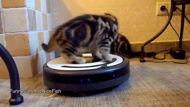 Funny Cats and Cute Kittens Playing Compilation for laugh ! смотреть онлайн