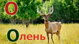 Животные по алфавиту от А до Я учим вместе с Полиной.