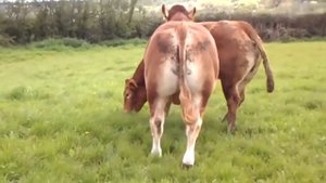 Mating Bull with cow #12