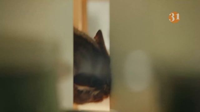 Короткий рекламный блок (31 канал Казахстан, 31.01.2023) смотреть онлайн