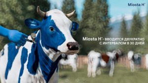 Miosta H®: Новый рецепторный препарат для крупного рогатого скота!  #mol #bokish #molbokish