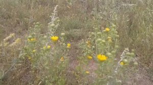 Лекарственное растение  девясил . Полезные свойства