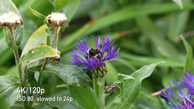 Sony a7S III 4K Video Samples (including high ISO) смотреть онлайн