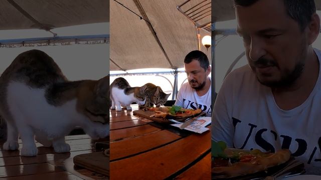 Never kick a hungry cat out from the table when it comes to you in a restaurant and asks for food.