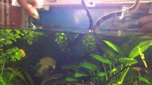 Уход за аквариумом (чистка грунта сифоном, чистка стёкл, корм для рыб)