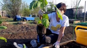 ВЫСАДКА БАКЛАЖАНОВ В ПАРНИК. АНОМАЛЬНАЯ ЖАРА В СИБИРИ