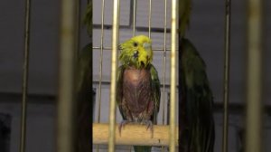 Перьевой клещ у попугая. Лечим запущенную стадию.