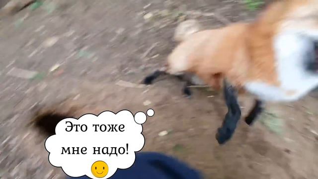 ЛИ СЯО. Алиса - Лиса. Кого Алиса увидела под домиком? Гипнотизирующая рука. Забавные моменты. смотреть онлайн