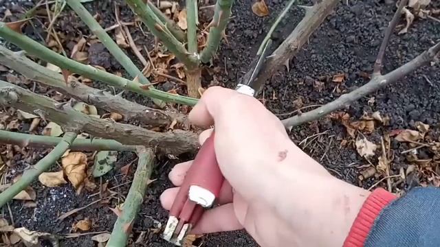 Осенняя обрезка,обработка и укрытие полиантовых роз.