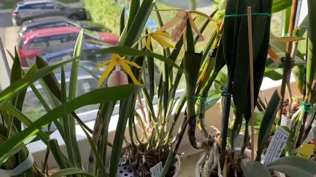 Расцвела Rlc. Village Chief North Green Genius смотреть онлайн