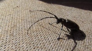 Смеющийся таракан.