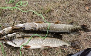 На рыбалку за щукой в живописном месте! Такой красоты ещё поискать в Волгоградской области!
