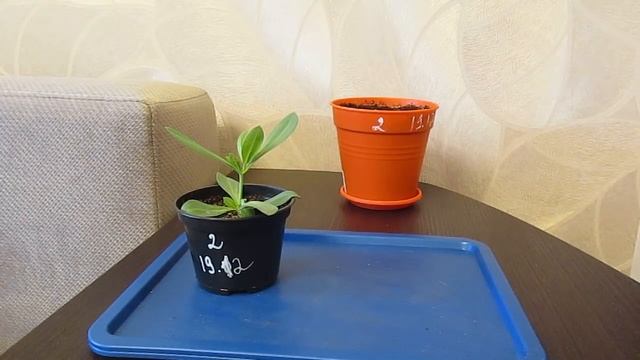 Почему не растёт корневая система рассады после пересадки?27.03.2019 смотреть онлайн