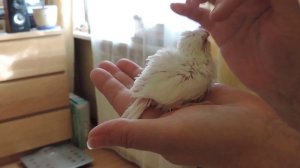 «Воробьиные попугаи».