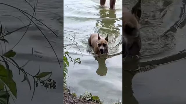 Звкуи мемов как моя собака.. мой любимый про #яндекснавигатор #dogs #amstaff #doglover