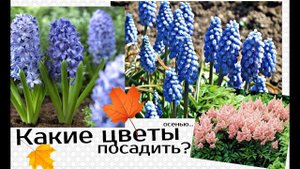 Посадите эти цветы в августе сентябре И ОКТЯБРЕ! Какие цветы можно посадить осенью?
