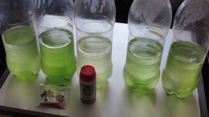 Зачем выращиваю хлореллу и трентеполию