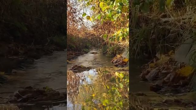 Золотая Осень, утро в Деревне. Когда переводить Время  #Осень в Германии.