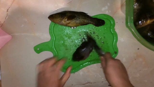 Рыба #Ротан чищу и глушу)) смотреть онлайн