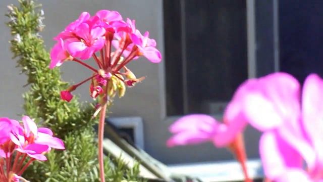 sony DSC H70 test video