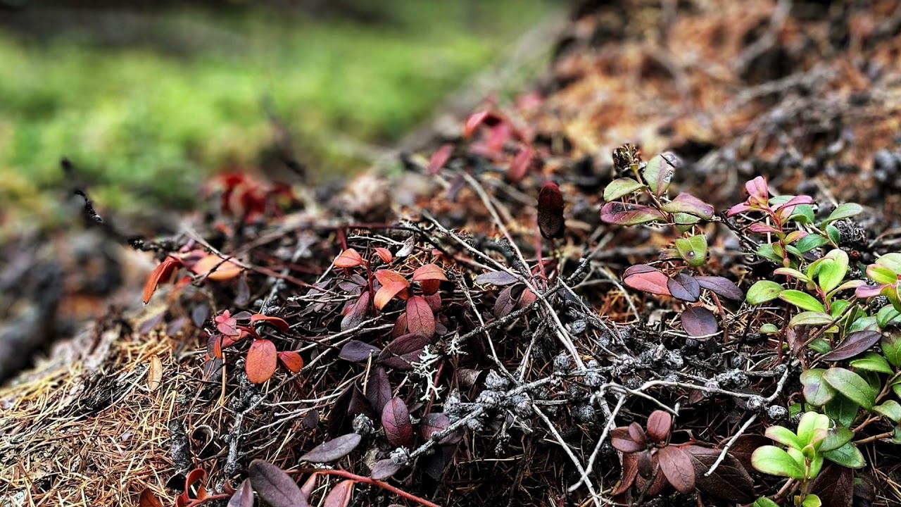 Осень Якутии Автор: Морозов Валерий смотреть онлайн