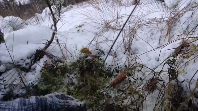 Сбор клюквы в ноябре 2016, прям из под снега! смотреть онлайн