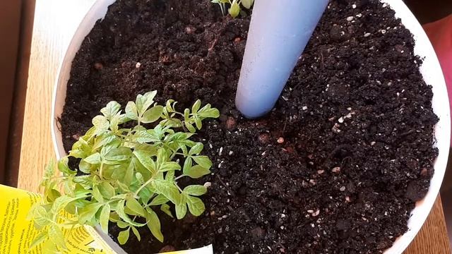 Удобрение из кожуры бананов для рассады