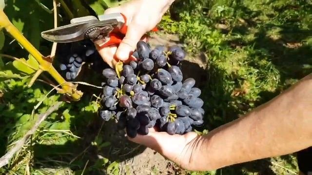 ВИНОГРАД КОДРЯНКА для ПОДМОСКОВЬЯ. Саженцы и Черенки Винограда. ТопСад
