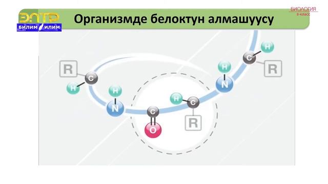 8-класс | Биология | Заттардын жана энергиянын алмашуусу