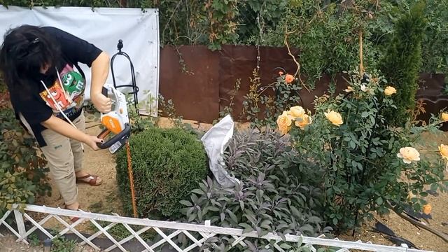 Стрижка шаровидной туи за 5 минут! Быстро и легко без шаблонов и заморочек!!! смотреть онлайн