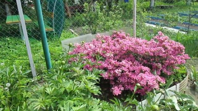 23 05 19г Пробежка по саду Цветение рододендронов смотреть онлайн