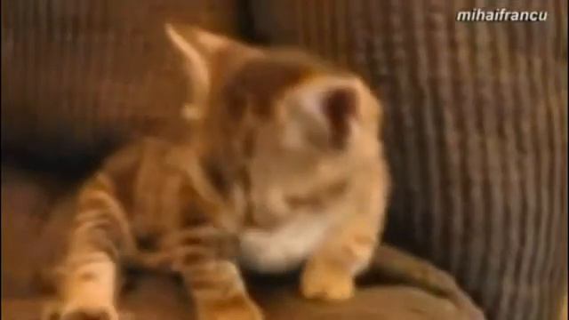 Милые котики засыпают смотреть онлайн