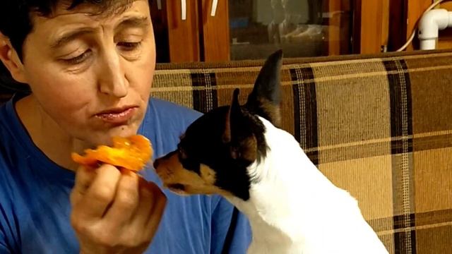 Чем кормить той-фокстерьера .Все любят хурму /What Toy Fox Terrier Dogs Love смотреть онлайн