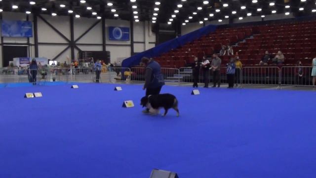 РО2 Родичкина Ирина и TRIPLEMOON KEEP CALM AND PIRATE ON Австралийская овчарка смотреть онлайн