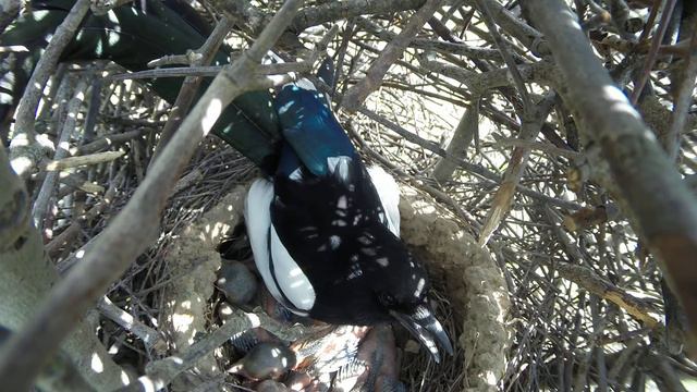 Сорока 150511 1 у дороги Софрино Z gp20150511 4 Залезла и села смотреть онлайн