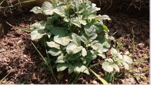 Китайский метод посадки картофеля обеспечивает невероятную урожайность в короткие сроки