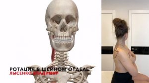 Как происходит ротация (поворот головы) в шейном отделе позвоночника? Анатомия 3D