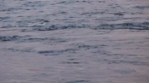 Карелия. Река Сегежа. Ловля форели на кораблик