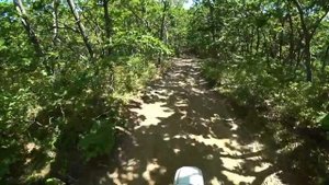 Грибы. Приморский край. 2023