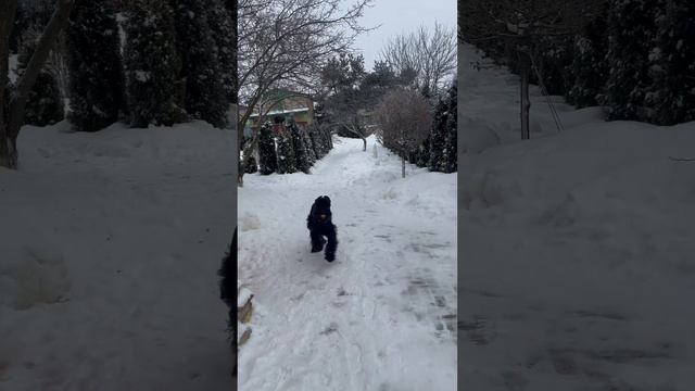 Спартанские игры ризеншнауцера riesenschnauzer ризеншнауцер dog giant 자이언트 2024