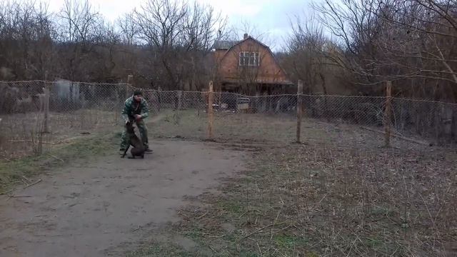 Немецкий боксер Ричард 7 мес. Команда ко мне смотреть онлайн