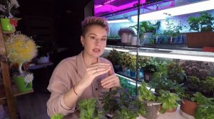 ПЕТУНИЯ.КАКАЯ БЫВАЕТ ПЕТУНИЯ ИЗ СЕМЯН.2022