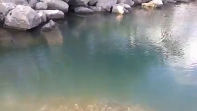 Нечепсухо