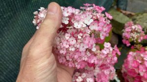 Гортензия метельчатая Самарская Лидия Hydrangea paniculata Samarskya Lydia Уникальный сорт по цвету
