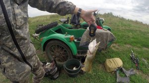 Ловля щуки на живца с берега.