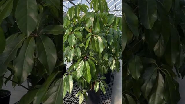 "Give me Shelter" with the Schefflera Amate