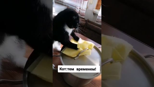 Мне бы такого кота.mp4