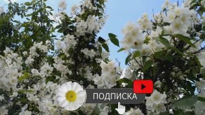 ТОП 5 САМЫХ НЕПРИХОТЛИВЫХ ЦВЕТУЩИХ КУСТАРНИКОВ.